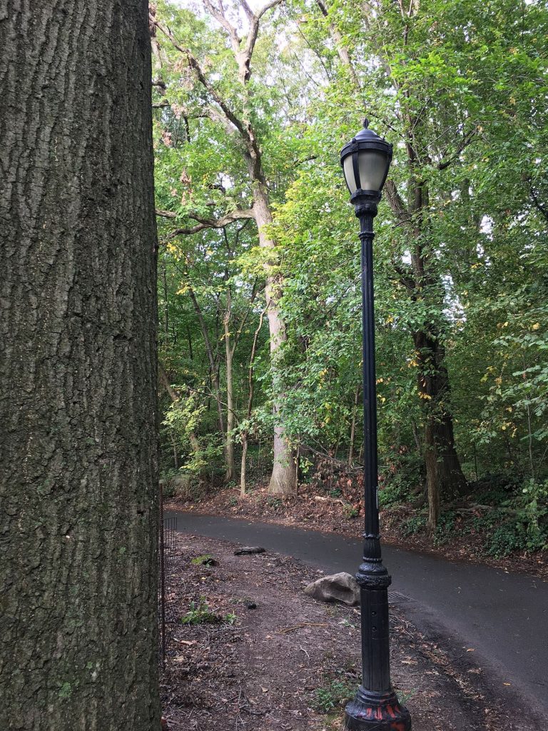 City Parks Reopen Restored Pathways After Storm Damage tree-lined pathways through a city park