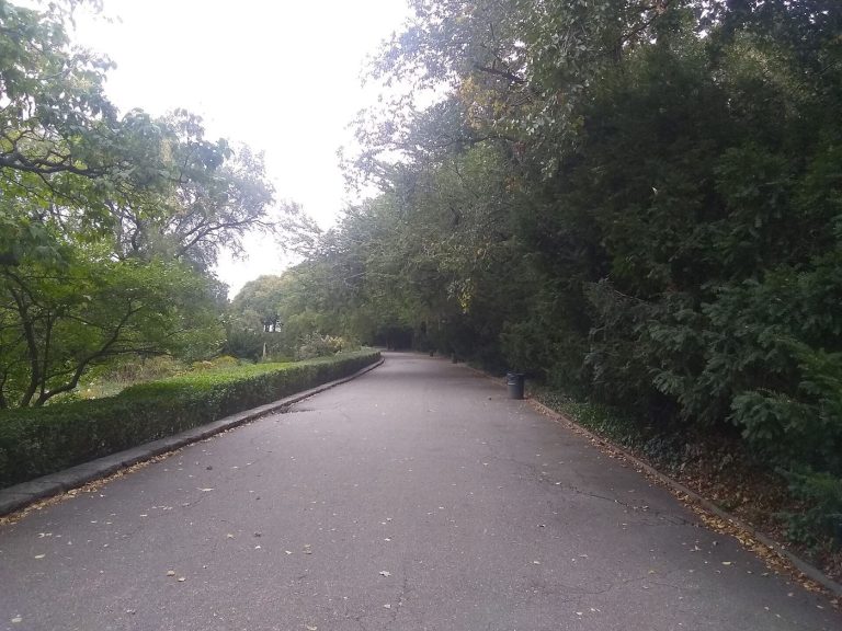 tree-lined pathways in a city park